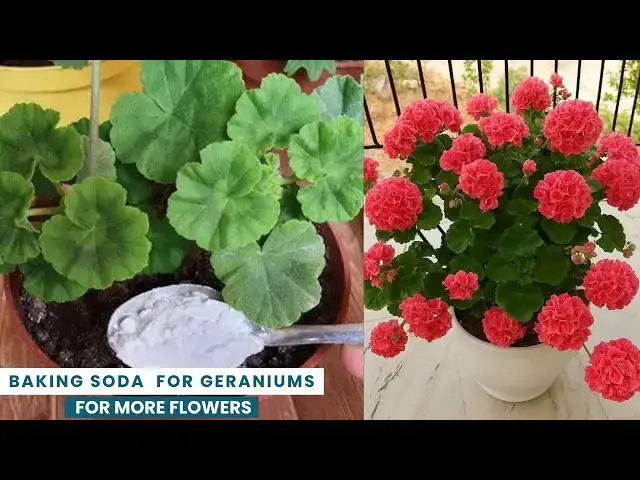 'Video thumbnail for Baking Soda For Geraniums For More Flowers'