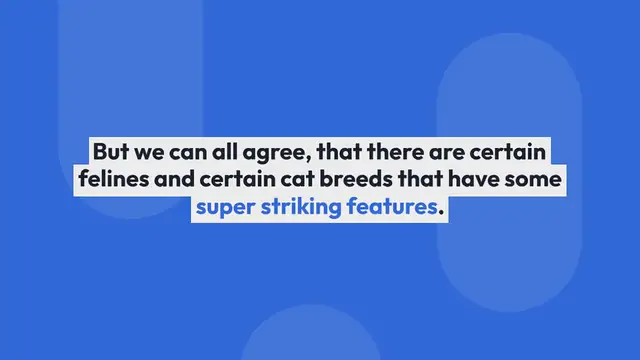 Video thumbnail for Meet Thor The Bengal: A Handsome Kitty With Attitude