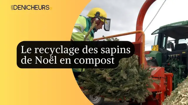 Video thumbnail for 🌲🎄 Écolo et tendance : les français optent pour le recyclage de leurs sapins de Noël en compost ☂️🎄🎄