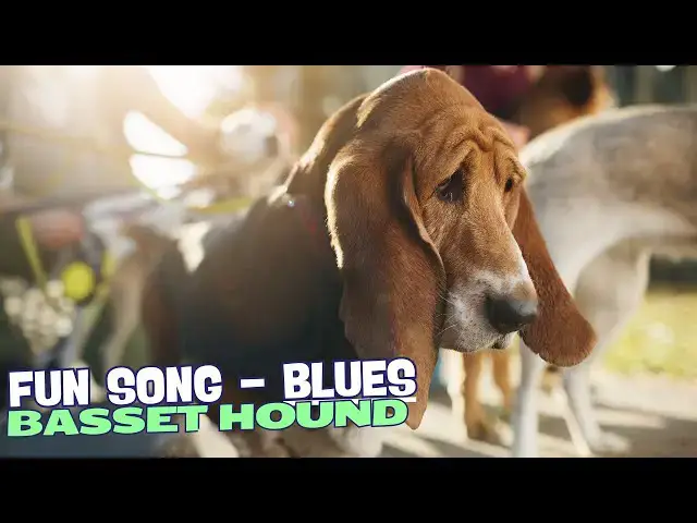 Video thumbnail for ? Basset Blues ?