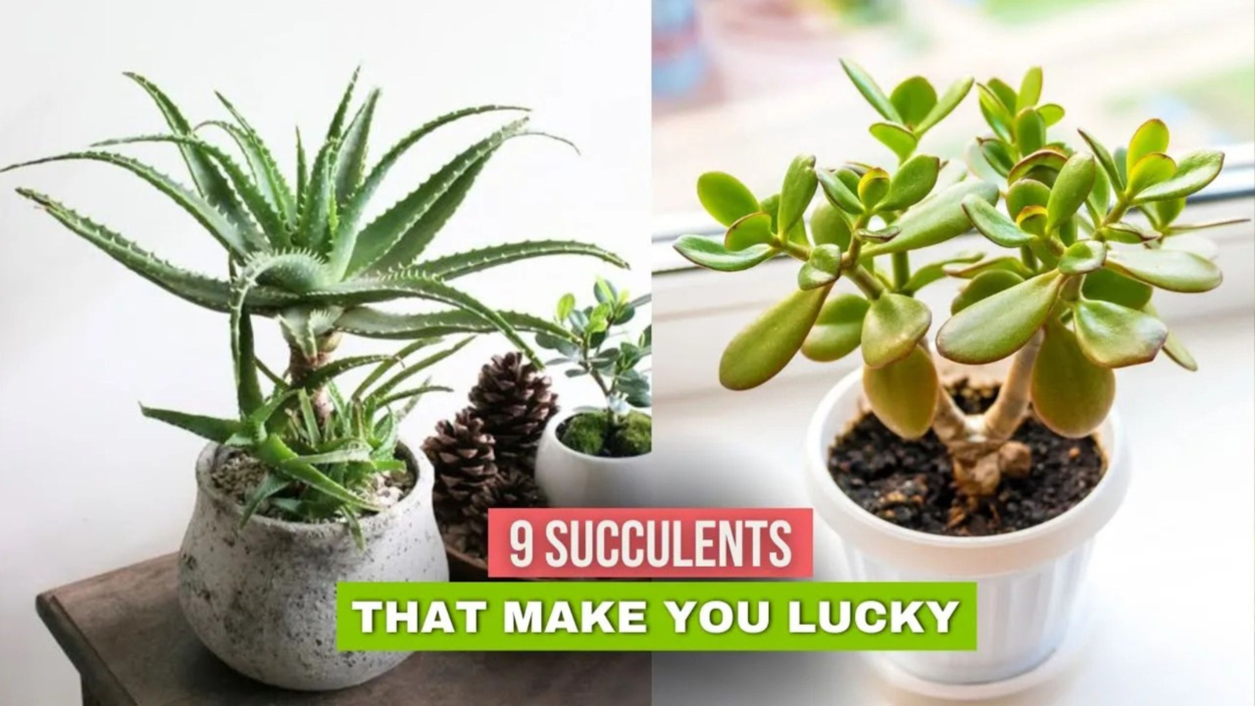 Video thumbnail for 9 Succulents that Make You Lucky