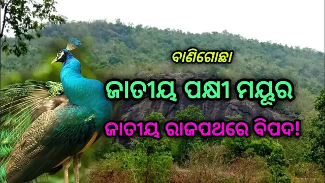 Video thumbnail for Protecting the Vulnerable National Bird - The Plight of Peacocks in Banigochha| NKNEWS ODISHA|