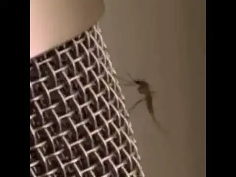 Video thumbnail for Mosquito making bangers