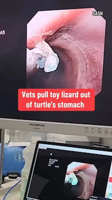 Video thumbnail for After a 16-year-old turtle living in a schoolyard accidentally swallowed a silicone lizard, a team of vets inserted a tiny camera into the turtle's stomach and pulled it out.
