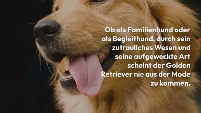 Video thumbnail for Golden Retriever – Charakter, Aussehen, Haltung