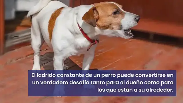 Video thumbnail for 5 razones del porqué tu perro no para de ladrar y qué hacer al respecto