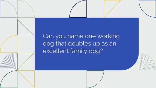 Video thumbnail for 25 adorable German Shepherd mixes (with pictures!)