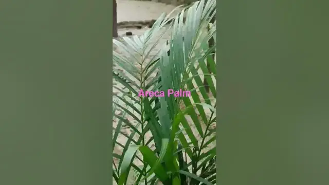 'Video thumbnail for #arecapalm #areca #plants #indoorplants #agriculture #shortsvideo'