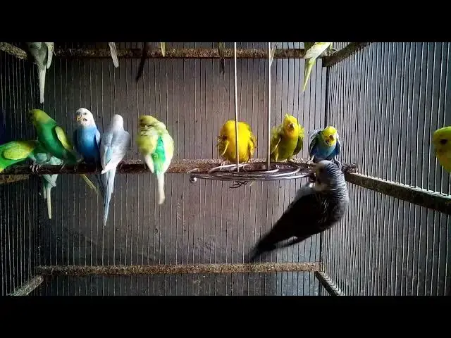 'Video thumbnail for π Happiness in Colors β CUTE Bird World β¨ #HappyLife'