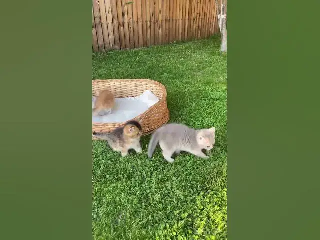 Video thumbnail for beautiful babies cat they lovely.!!!