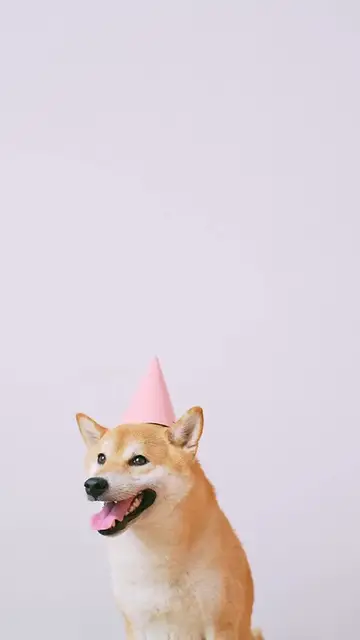'Video thumbnail for dog 2'