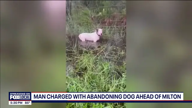 Video thumbnail for Dog tied to pole on I-75 ahead of Hurricane Milton, man charged