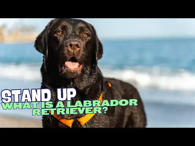 Video thumbnail for What is a Labrador Retriever? 🐕