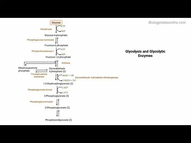 Video thumbnail for Glycolysis Steps Animation