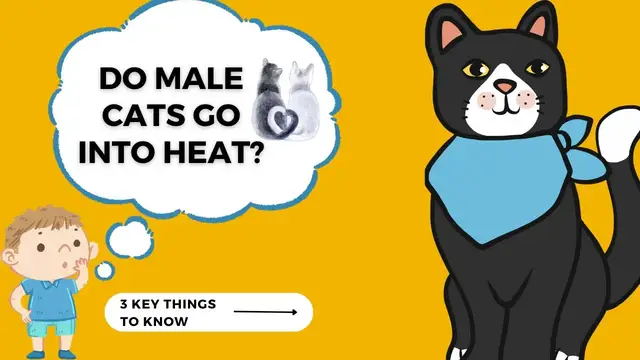 Video thumbnail for Do Male Cats Go Into Heat?