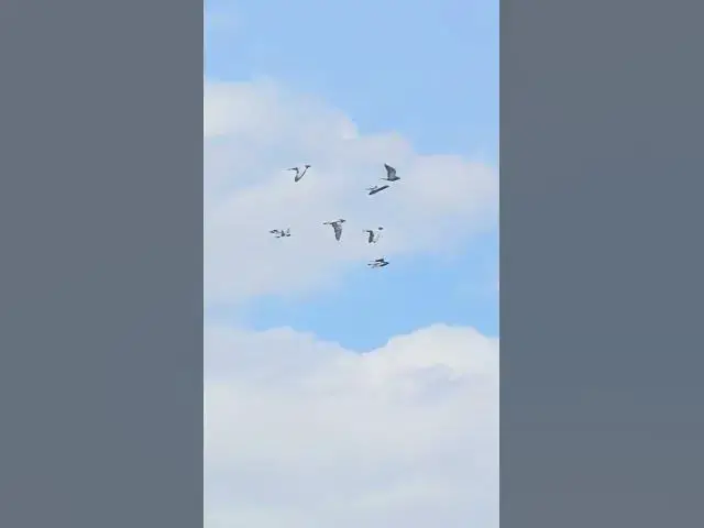 'Video thumbnail for this never gets old'