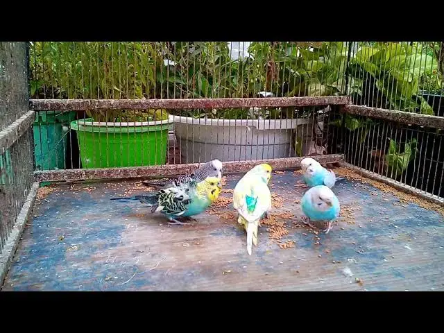 Video thumbnail for 😂 When Your Parrot Knows ALL Your Secrets    🦜 No Filter!