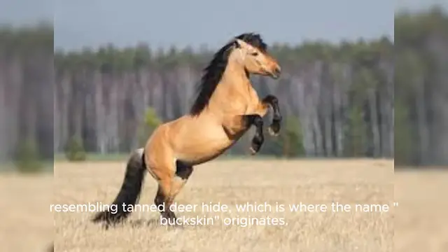 Video thumbnail for Buckskin Horse
