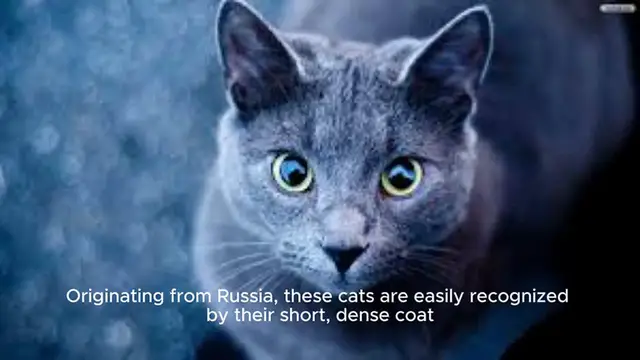 Video thumbnail for Russian Blue Cat