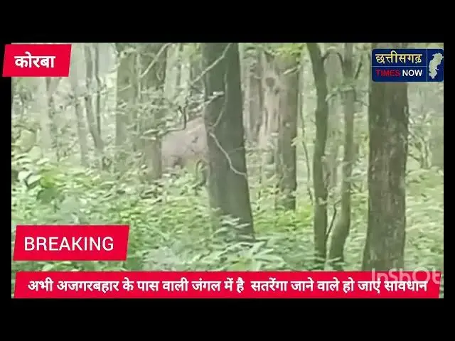 'Video thumbnail for फिर आ पहुंचा हाथी कोरबा जिला II अभी कहां पहुंचा ll देखे विडियो ll'