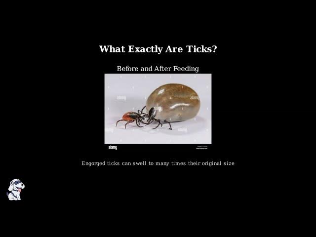 Video thumbnail for Ticks Explained -  Anatomy, Life Cycles, and Diseases