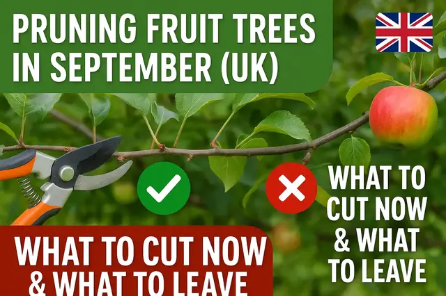 'Video thumbnail for Pruning Fruit Trees in September (UK) — What to Cut Now & What to Leave ✂️🍎'