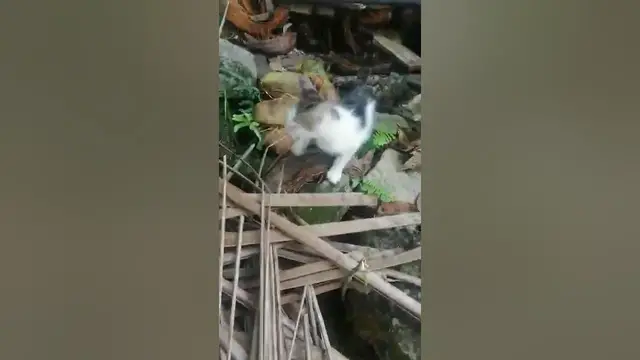 Video thumbnail for Small cat Playing alone