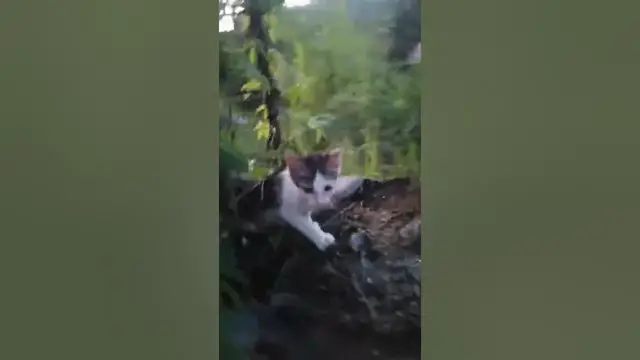 Video thumbnail for my beautiful cat Playing with me outside of home