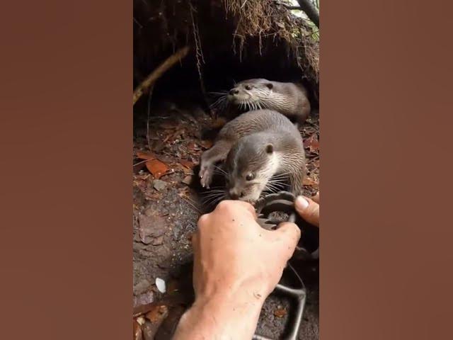 Video thumbnail for Hands Prying Metal in a Tight Forest Den Pocket