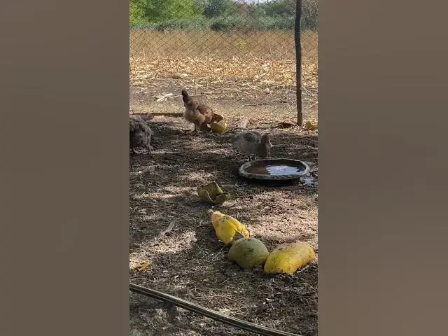 Video thumbnail for Adorable chickens and ducks.😍😘🥰#shorts