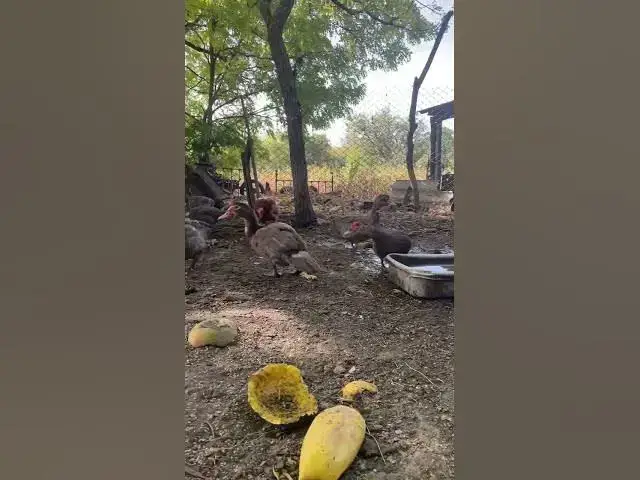 Video thumbnail for Cute ducks😍😘😗🥰#shorts