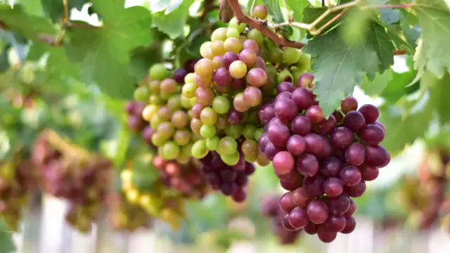 Video thumbnail for Here's How Many Grapes It Takes To Make One Bottle Of Wine (It's A Lot)