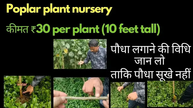 'Video thumbnail for Poplar plant nursery & planting tips'
