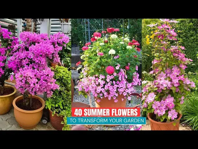 'Video thumbnail for 40 Summer Flowers to Transform Your Garden'