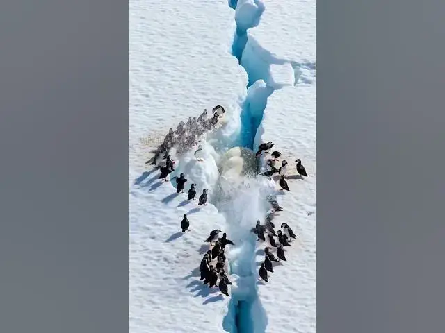 Video thumbnail for Arctic animals band together to save a trapped polar bear #miracle