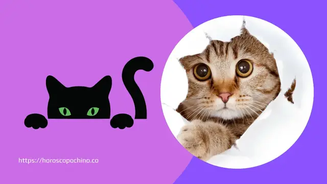 Video thumbnail for Dromen over katten