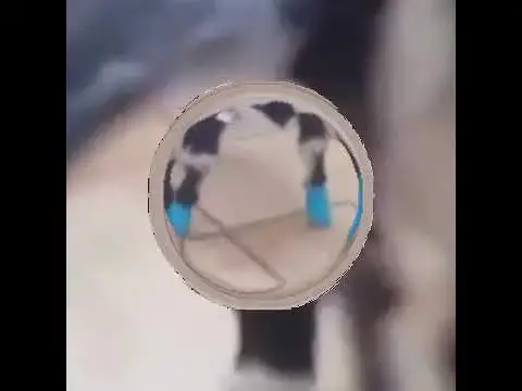 Video thumbnail for Goat life stragal | goat legs pain | goat life #shorts