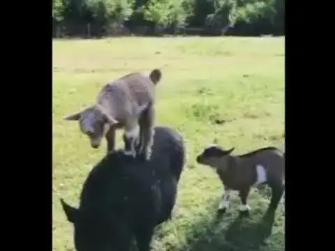 Video thumbnail for Cat and goat funny moments video | cat funniest video | cat viral video #shorts