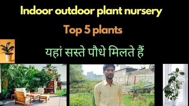 'Video thumbnail for Outdoor & Indoor plants nursery top 5 plants'