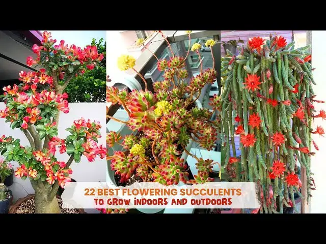 Video thumbnail for 22 Best Flowering Succulents To Grow Indoors and Outdoors