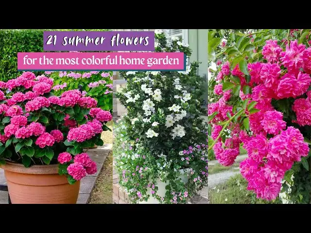 'Video thumbnail for 21 summer flowers for the most colorful home garden'