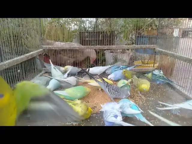 'Video thumbnail for π Fun & CUTE Budgies β Health, Colors, Happiness π #BirdLovers'