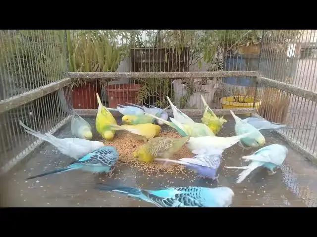 'Video thumbnail for π¦ Viral Funny Video β CUTE Rainbow Birds π΅ #ViralShorts'