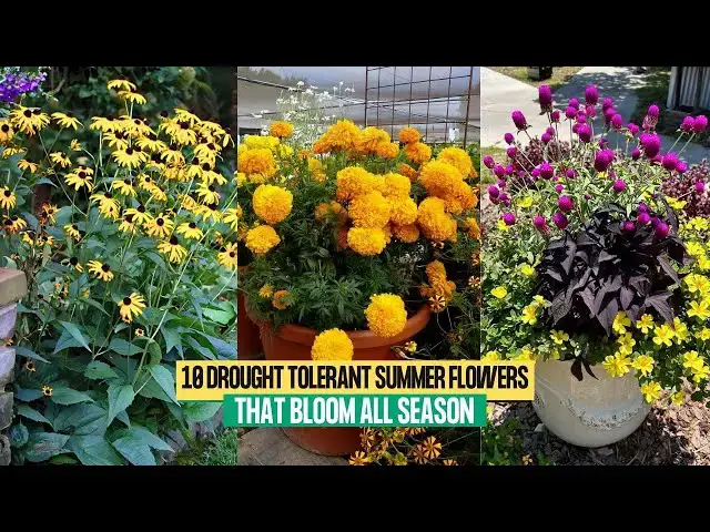 'Video thumbnail for 10 Drought Tolerant Summer Flowers That Bloom All Season'