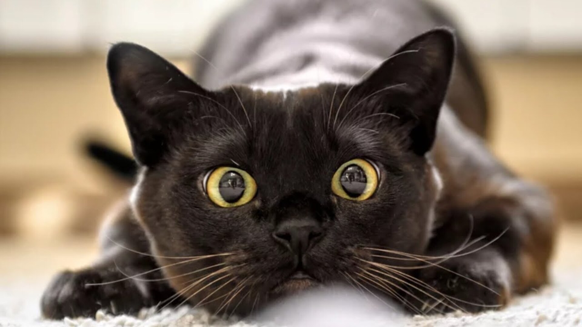 Video thumbnail for Cats Might Bite You When You Pet Them. Here's Why