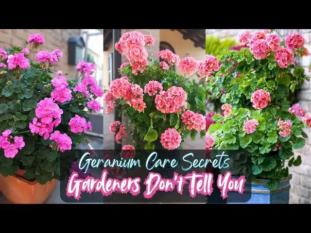'Video thumbnail for Geranium care tips for Beginners'