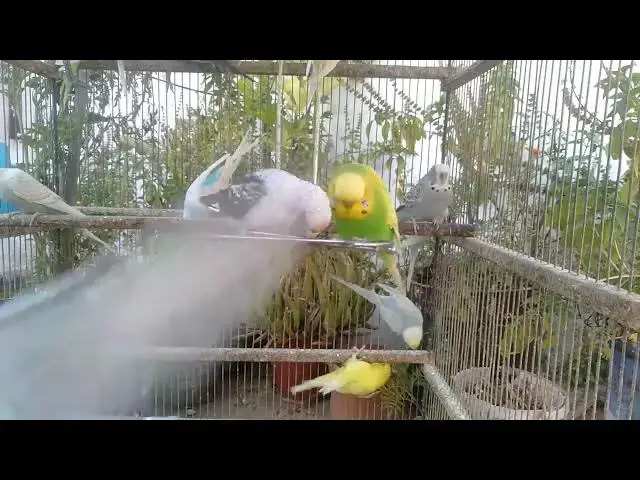 'Video thumbnail for Enjoy Healthy, Colorful Budgies – CUTE and Relaxing #naturelovers'