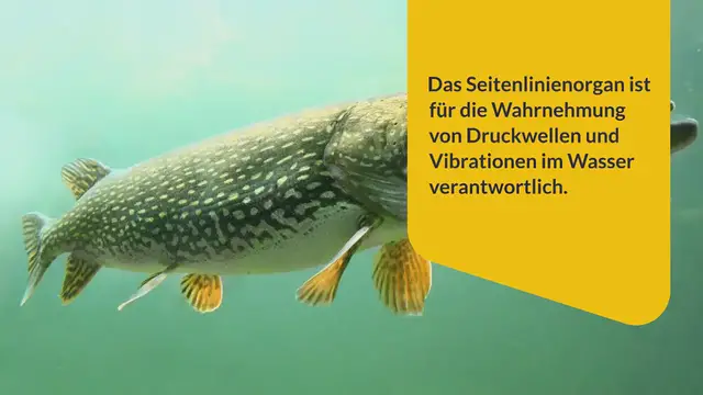 Video thumbnail for Funktion des Seitenlinienorgans von Fischen erklärt