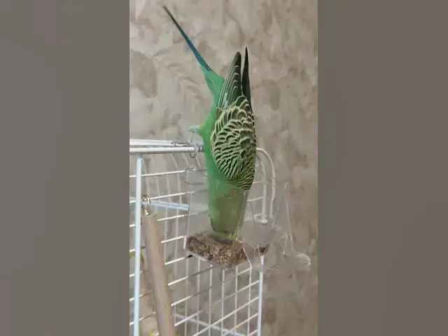 Video thumbnail for Curious budgie😍😘🥰#shorts