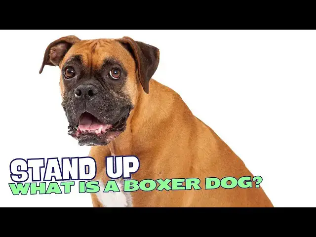 Video thumbnail for What is a Boxer Dog? 🐕🐾